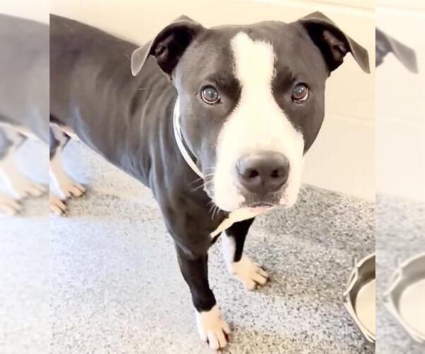 Medium Photo #2 Labrador Retriever-Unknown Mix Puppy For Sale in Houston, TX, USA