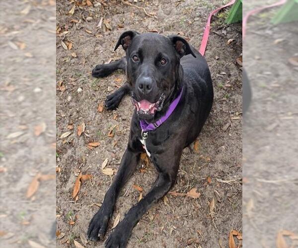 Medium Photo #2 Labrador Retriever-Unknown Mix Puppy For Sale in Ocala, FL, USA