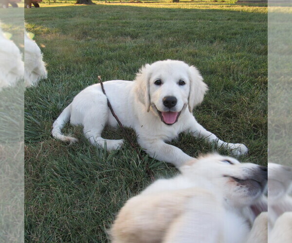 Medium Photo #57 English Cream Golden Retriever Puppy For Sale in NORTHWOOD, OH, USA
