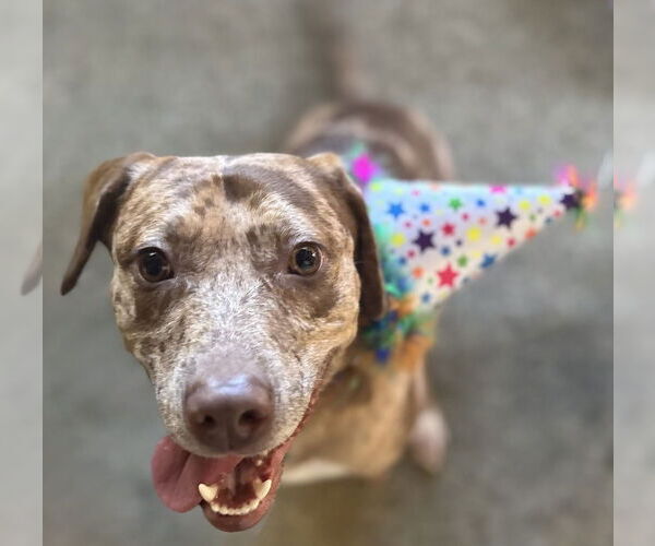 Medium Photo #3 Catahoula Leopard Dog-Unknown Mix Puppy For Sale in Boston, MA, USA