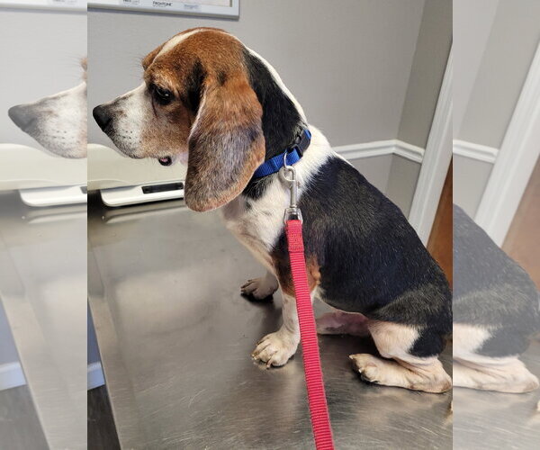 Medium Photo #6 Beagle Puppy For Sale in Dunnellon, FL, USA