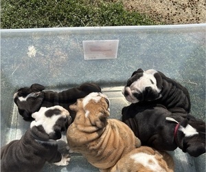 English Bulldog Litter for sale in MARION, IN, USA
