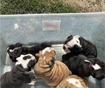 Small English Bulldog