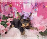 Small #1 Yorkshire Terrier