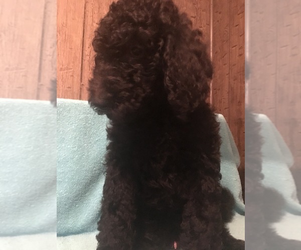 Medium Photo #5 Poodle (Standard) Puppy For Sale in WEST UNITY, OH, USA