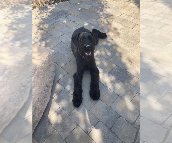Medium Photo #1 Schnauzer (Giant) Puppy For Sale in BOISE, ID, USA
