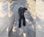 Small Photo #1 Schnauzer (Giant) Puppy For Sale in BOISE, ID, USA