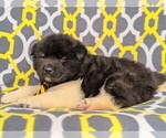 Small Photo #4 Akita Puppy For Sale in PARADISE, PA, USA