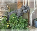 Small #2 Cane Corso