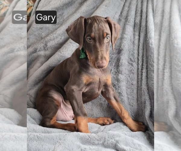 Medium Photo #6 Doberman Pinscher Puppy For Sale in POMEROY, OH, USA