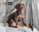 Small #5 Doberman Pinscher