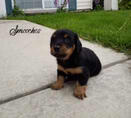 Dachshund Puppy for sale in LIBERTY LAKE, WA, USA