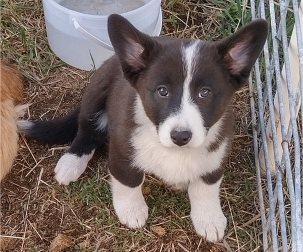 Medium Photo #29 Border Collie-Pembroke Welsh Corgi Mix Puppy For Sale in CHILOQUIN, OR, USA