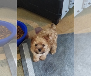 Morkie Puppy for sale in GREENVILLE, SC, USA