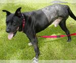 Small #1 American Staffordshire Terrier Mix