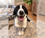 Eddie - Male Borador Dog for Adoption - Small photo