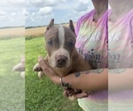 Small #1 American Bully