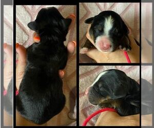 Bernese Mountain Dog Puppy for Sale in THOMPSONVILLE, Michigan USA