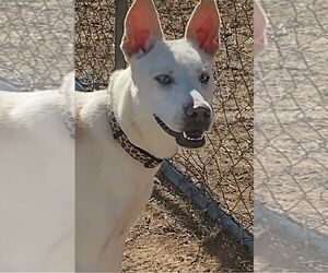 Siberian Husky-Unknown Mix Dogs for adoption in Amarillo, TX, USA