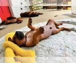 Small #9 Rhodesian Ridgeback