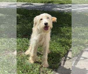 Goldendoodle Dogs for adoption in Sanford, FL, USA