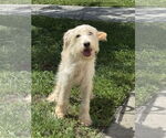 Small Goldendoodle