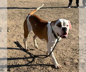 American Bulldog Dogs for adoption in Fort Collins, CO, USA