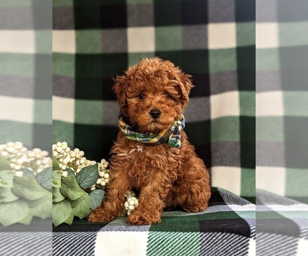 Medium Photo #1 Goldendoodle (Miniature) Puppy For Sale in QUARRYVILLE, PA, USA