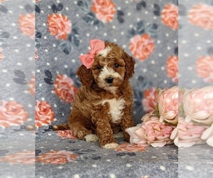 Goldendoodle (Miniature) Puppy for sale in KIRKWOOD, PA, USA