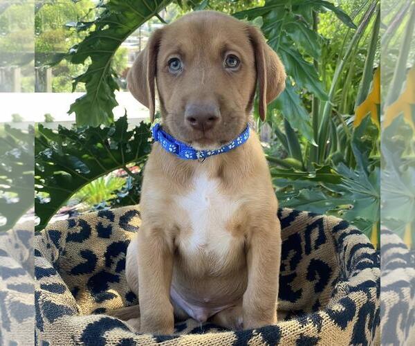 Medium Photo #4 Mutt Puppy For Sale in San Diego, CA, USA