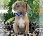 Small #3 Mutt
