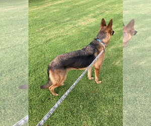 Beauty - Female German Shepherd Dog Dog for Adoption - Photo #9
