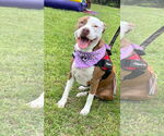 Small #1 American Staffordshire Terrier Mix