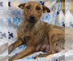 Small German Shepherd Dog Mix