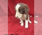Small Photo #53 Borador Puppy For Sale in MARION, VA, USA