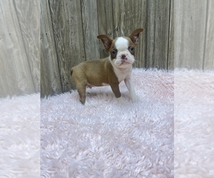 Boston Terrier Puppy for Sale in MYRTLE, Missouri USA
