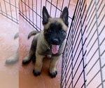 Small Photo #9 Belgian Malinois Puppy For Sale in MIAMI, FL, USA