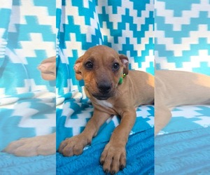 Blinky- pac man litter - Male Chihuahua-Unknown Mix Dog for Adoption - Photo #4