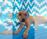 Small Photo #4 Chihuahua-Unknown Mix Puppy For Sale in Oakhurst, NJ, USA