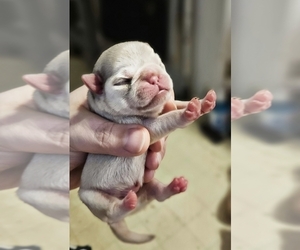 Pug Puppy for sale in BRIDGETOWN, OH, USA
