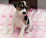 Small Photo #1 Parson Russell Terrier Puppy For Sale in TEMECULA, CA, USA