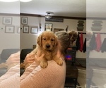 Small Photo #7 Golden Retriever Puppy For Sale in SCIO, OR, USA