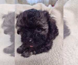ShihPoo Puppy for sale in SALUDA, SC, USA