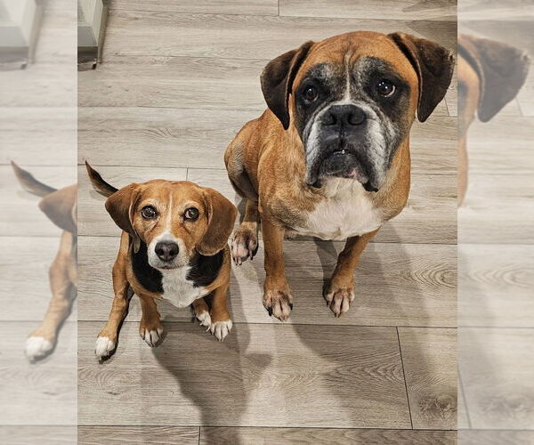 Medium Photo #7 Boxer Puppy For Sale in Austin, TX, USA