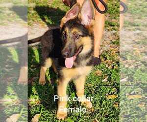 German Shepherd Dog Puppy for sale in LIVE OAK, FL, USA
