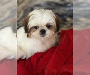 Shih Tzu Puppy for sale in ADDISON, IL, USA
