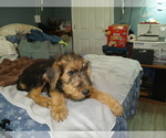 Small Photo #56 Airedale Terrier Puppy For Sale in CHARLESTOWN, IN, USA