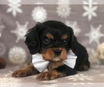 Small Photo #1 Cavalier King Charles Spaniel Puppy For Sale in CLAY, PA, USA