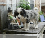 Small Photo #11 Miniature Bernedoodle Puppy For Sale in DUNDEE, OH, USA