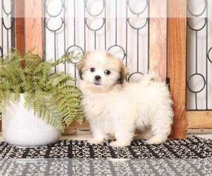 Zuchon Puppy for sale in NAPLES, FL, USA